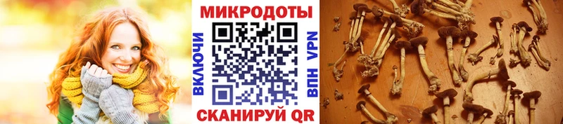 Псилоцибиновые грибы Magic Shrooms  продажа наркотиков  mega tor  Каргат 